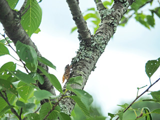 木にとまるセミ