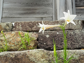 綺麗に咲いているユリ