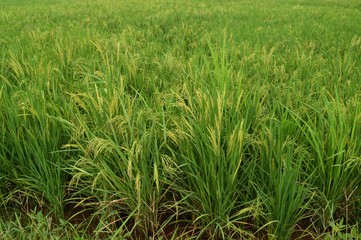 the paddy plants