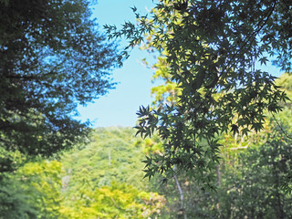 箕面市の綺麗なもみじの風景