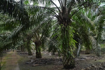 the palm oil plantation