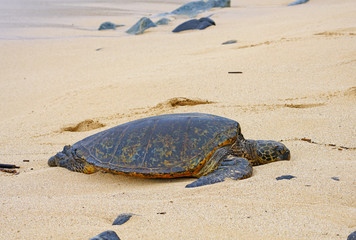 Wild Honu giant Hawaiian green sea turtles at Hookipa Beach Park, Paia, Maui