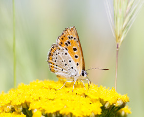 Lycaena dispar, large copper butterfly, male