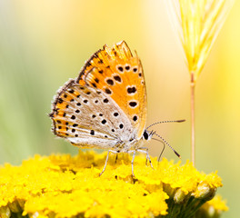 Obraz premium Lycaena dispar, large copper butterfly, male