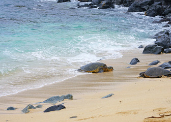 Wild Honu giant Hawaiian green sea turtles at Hookipa Beach Park, Paia, Maui