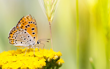 Lycaena dispar, large copper butterfly, male