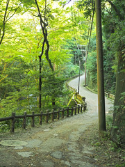 箕面市の綺麗な森の風景