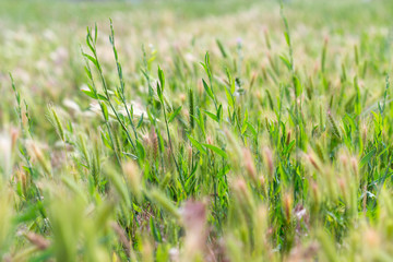 Bright field, spring grass