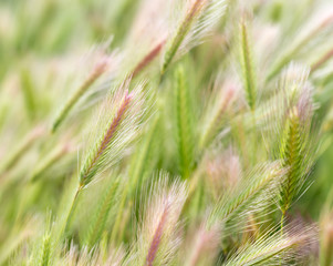 Bright field, spring grass