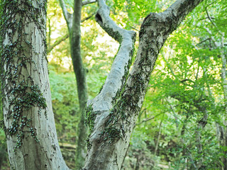 箕面市の綺麗な森の風景