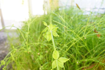 美しい植物が生息する日本の美しいフラワーパークの景色