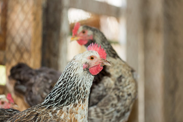 hens in the chicken coop