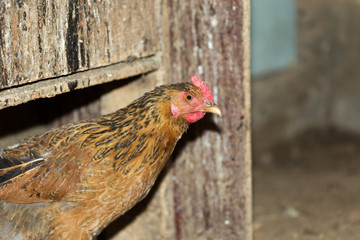 hens in the chicken coop