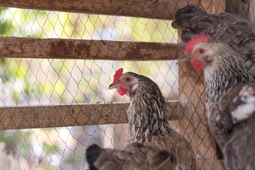 hens in the chicken coop © donikz