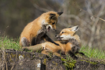 red fox kits in spring