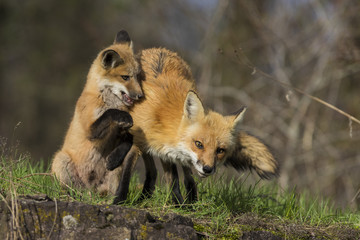 Female red fox with kits