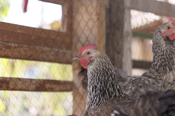 hens in the chicken coop © donikz