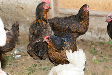 hens in the chicken coop © donikz