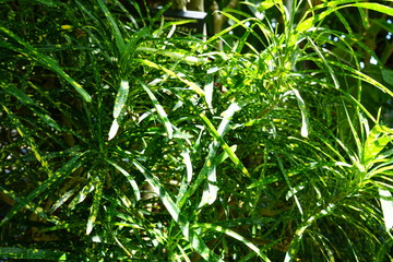 Obraz premium 美しい植物が生息する日本の美しいフラワーパークの景色