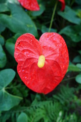 美しい植物が生息する日本の美しいフラワーパークの景色