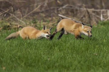 red fox kits in spring