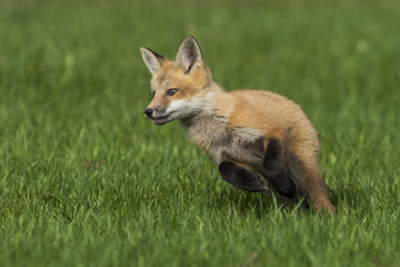 red fox kits in spring