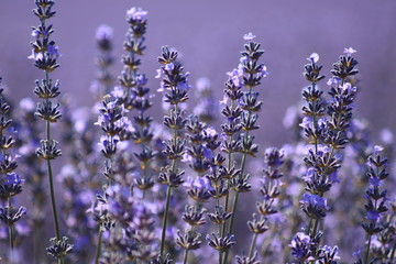 Close-up of growing violet lavender in French Provence 