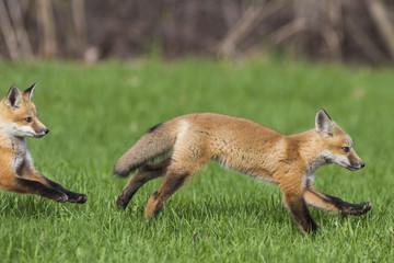 red fox kits in spring