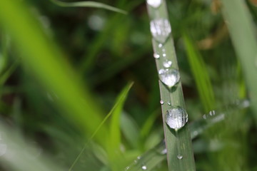 Close up rain drops on grass leaf in grass field