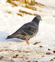 dove walking in the snow