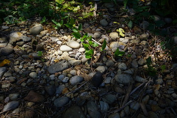 美しい植物が生息する日本の美しいフラワーパークの景色