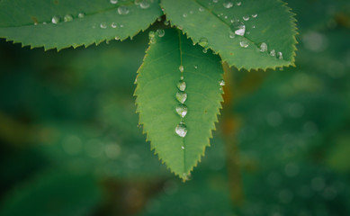 Green Leaves with Dew drops