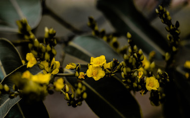 Pequenas e delicadas flores amarelas do Cerrado brasileiro