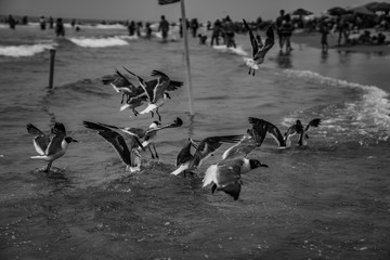 Obraz premium Seagulls on Beach in Water Fighting Over Food