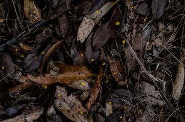 Textura de folhas secas com detalhes de pétalas amarelas do cerrado brasileiro