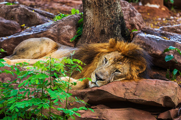 lion resting near a tree