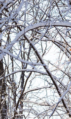 branches of trees in winter with snow