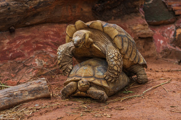 Naklejka premium Aldabra giant tortoise (Aldabrachelys gigantea) mating in garden