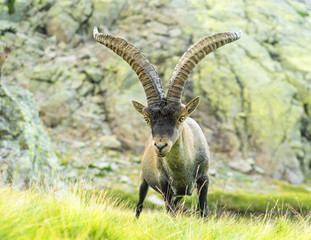 Capra pyrenaica