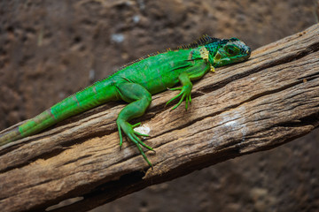 Lesser Antillean Green Iguana (Iguana delicatissima)