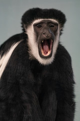 Colobus monkey with mouth wide open