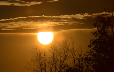 Tree against the sunset