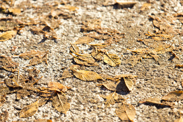 dry leaves, autumn season. Icy weather