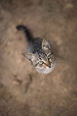 A cute kitten look up at you