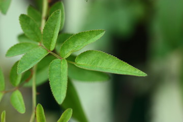 macro of green plant leaf