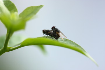 close up of fly mating in morning
