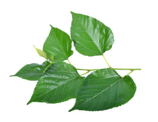 Mulberry leaves isolated on white background