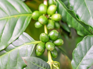 Closeup of coffee fruit in coffee farm and plantations in Manizales, thailand