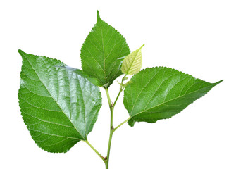 Mulberry leaves isolated on white background