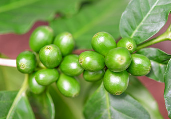 Closeup of coffee fruit in coffee farm and plantations in Manizales, thailand